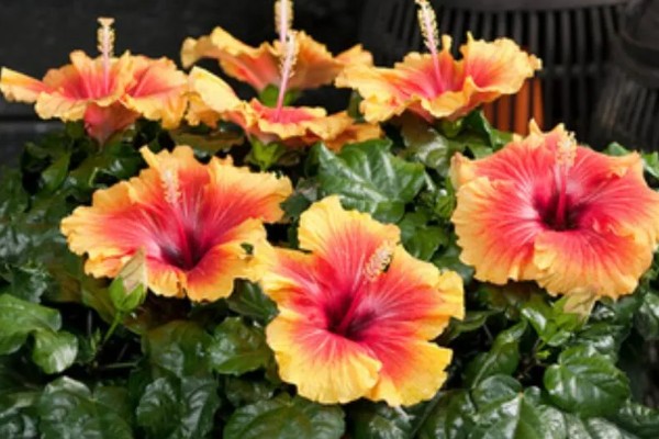 丹麦木槿的养殖方法,可采取扦插的方式进行繁殖