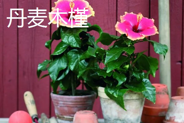 丹麦木槿的养殖方法,可采取扦插的方式进行繁殖