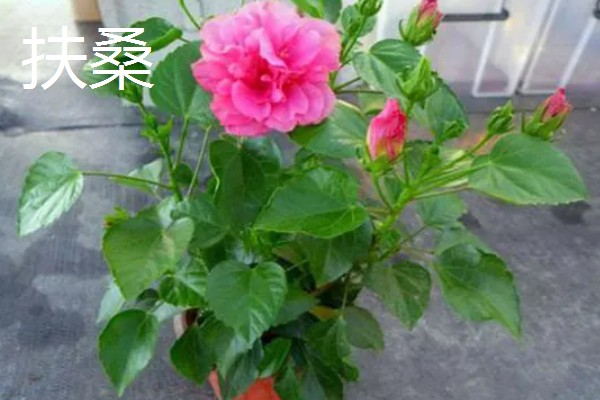 丹麦木槿的养殖方法,可采取扦插的方式进行繁殖