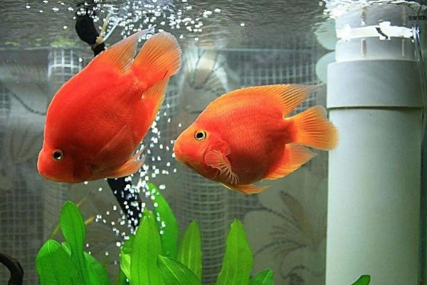 小鱼缸能养鹦鹉鱼吗，小鱼缸是可以养鹦鹉鱼的