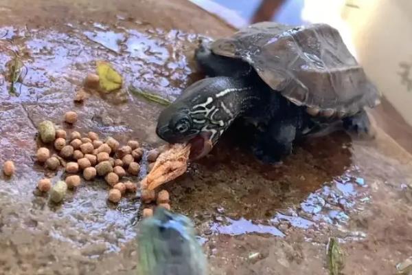 乌龟多少度会停食，在15℃以下会停食