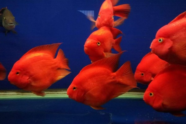 小鱼缸能养鹦鹉鱼吗，小鱼缸是可以养鹦鹉鱼的