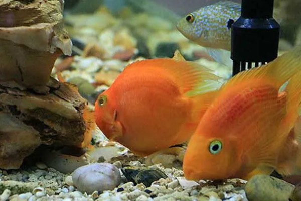 小鱼缸能养鹦鹉鱼吗，小鱼缸是可以养鹦鹉鱼的