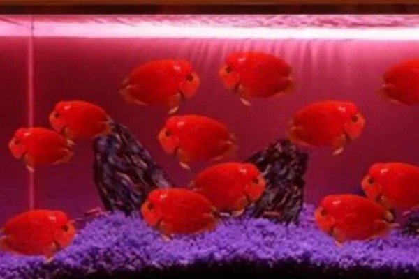 小鱼缸能养鹦鹉鱼吗，小鱼缸是可以养鹦鹉鱼的