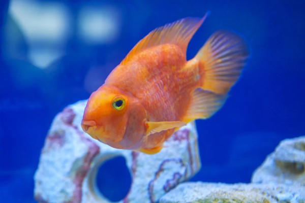 小鱼缸能养鹦鹉鱼吗，小鱼缸是可以养鹦鹉鱼的