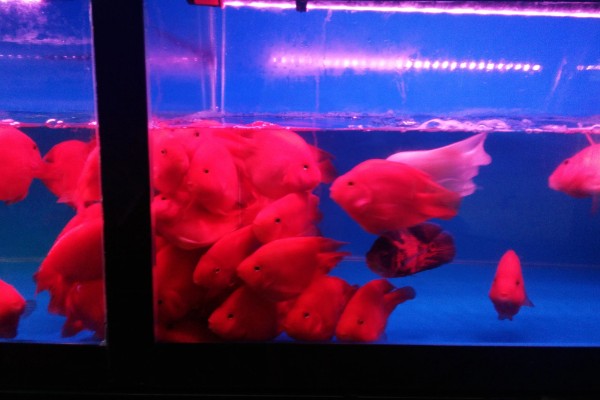 小鱼缸能养鹦鹉鱼吗，小鱼缸是可以养鹦鹉鱼的