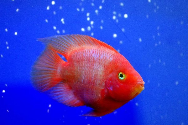 小鱼缸能养鹦鹉鱼吗，小鱼缸是可以养鹦鹉鱼的