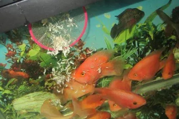 小鱼缸能养鹦鹉鱼吗，小鱼缸是可以养鹦鹉鱼的