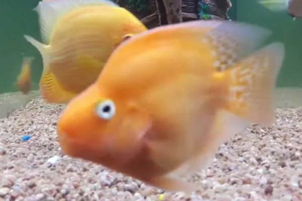 小鱼缸能养鹦鹉鱼吗，小鱼缸是可以养鹦鹉鱼的