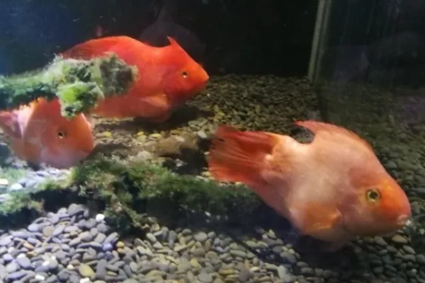 小鱼缸能养鹦鹉鱼吗，小鱼缸是可以养鹦鹉鱼的