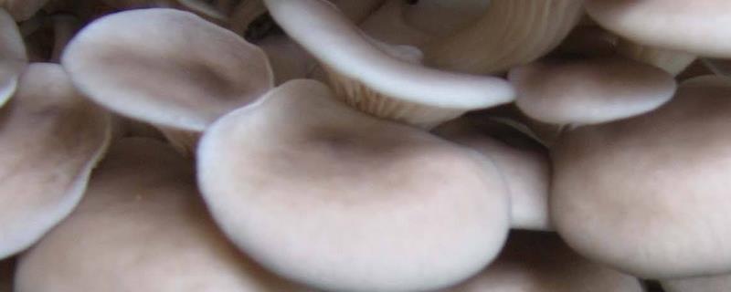 食用菌病虫害的防治方法，首先切断病虫害传播途径