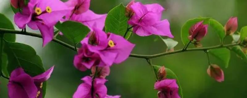 三角梅叶子发黑怎么处理，需控制水量并换盆换土处理