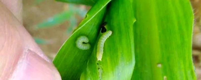 怎么防治玉米螟虫，清除前茬作物的茎杆可消灭越冬虫源