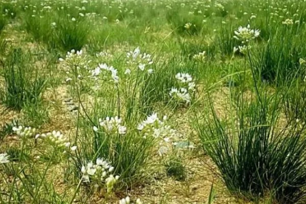 沙葱是不是韭菜，外观、口感、生长环境均不同
