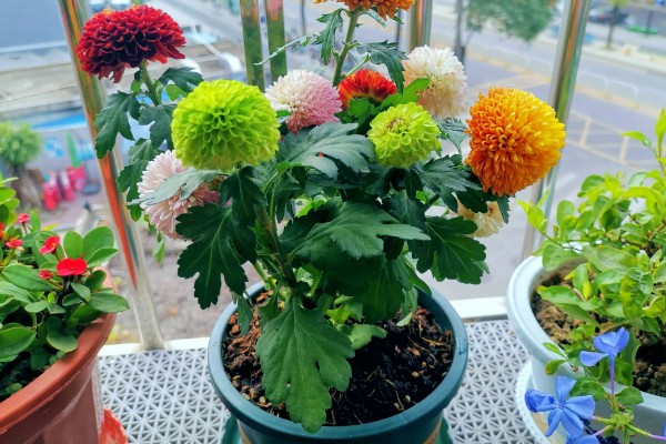 乒乓菊长多高能打顶，50厘米以上可以进行