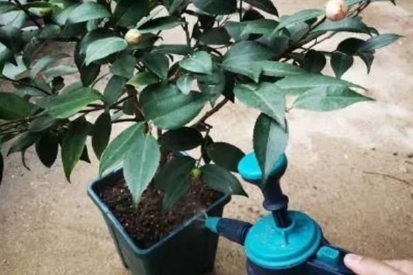 克瑞墨大牡丹茶花的养殖方法，适合生长的温度在15-25度