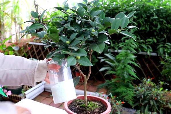 克瑞墨大牡丹茶花的养殖方法，适合生长的温度在15-25度