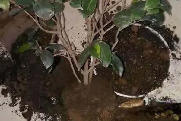 克瑞墨大牡丹茶花的养殖方法，适合生长的温度在15-25度