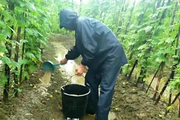 苦瓜的追肥技术，第一次追肥是在定植后７天左右