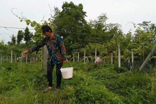 苦瓜的追肥技术，第一次追肥是在定植后７天左右