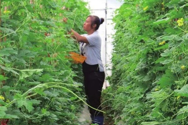 苦瓜的追肥技术，第一次追肥是在定植后７天左右