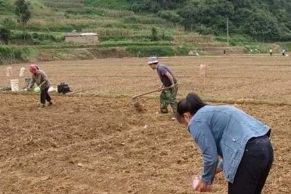 花椒的种植技术，适合在8-9月份种植