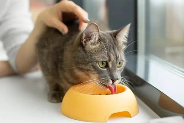 怀孕的女性能不能养猫，可以饲养但不能亲密接触