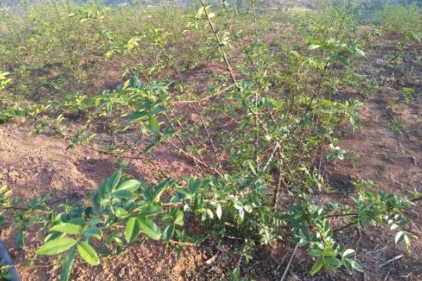 花椒的种植技术，适合在8-9月份种植