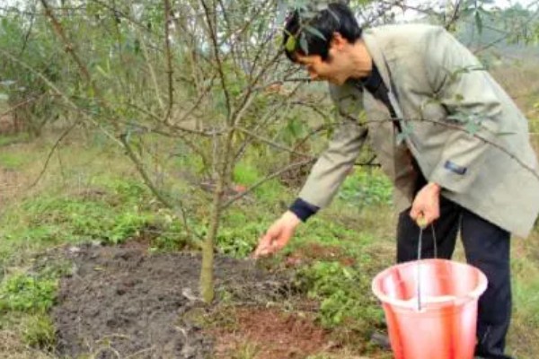 花椒的种植技术，适合在8-9月份种植