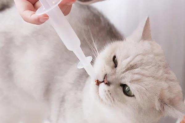怀孕的女性能不能养猫，可以饲养但不能亲密接触