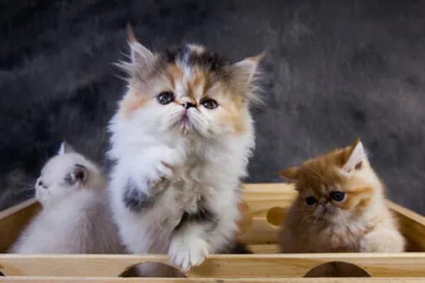 怀孕的女性能不能养猫，可以饲养但不能亲密接触