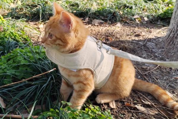 怀孕的女性能不能养猫，可以饲养但不能亲密接触
