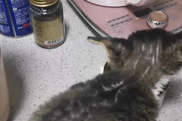 怀孕的女性能不能养猫，可以饲养但不能亲密接触