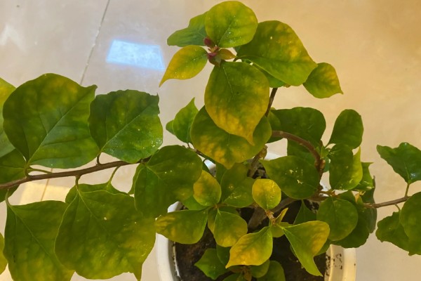 三角梅叶子发黑怎么处理，需控制水量并换盆换土处理