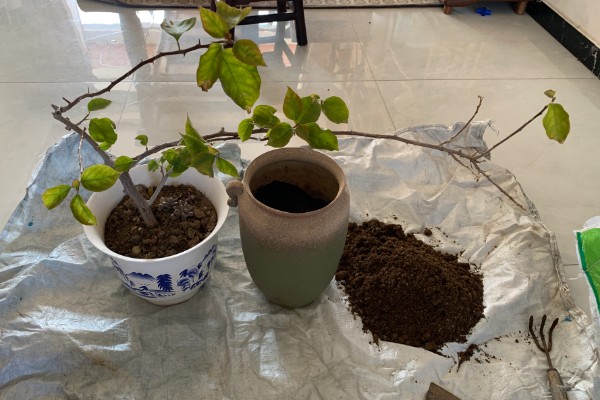 三角梅叶子发黑怎么处理，需控制水量并换盆换土处理