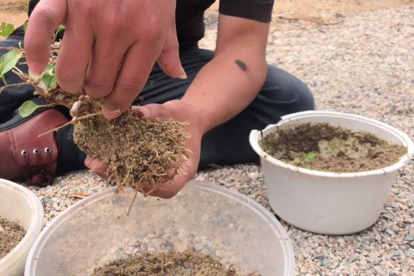 三角梅叶子发黑怎么处理，需控制水量并换盆换土处理