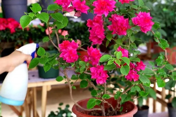 三角梅叶子发黑怎么处理，需控制水量并换盆换土处理