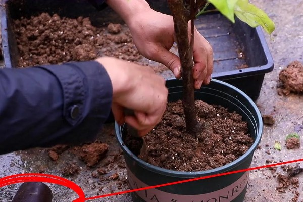 三角梅叶子发黑怎么处理，需控制水量并换盆换土处理