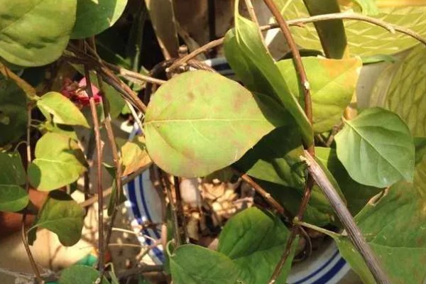 三角梅叶子发黑怎么处理，需控制水量并换盆换土处理