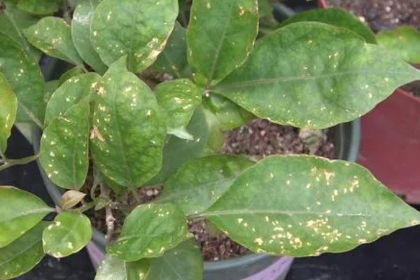 三角梅叶子发黑怎么处理，需控制水量并换盆换土处理