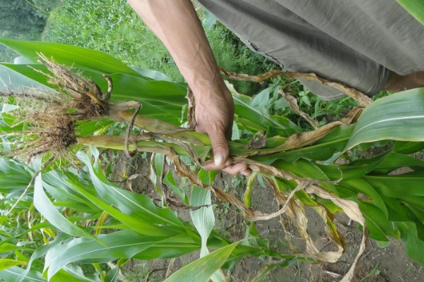 怎么防治玉米螟虫，清除前茬作物的茎杆可消灭越冬虫源