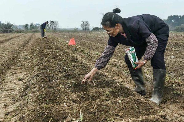 怎么防治玉米螟虫，清除前茬作物的茎杆可消灭越冬虫源