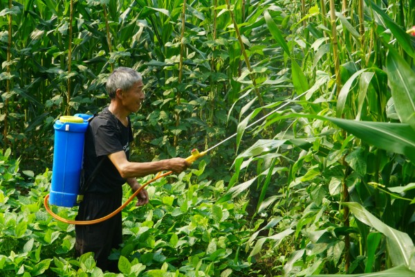 怎么防治玉米螟虫，清除前茬作物的茎杆可消灭越冬虫源