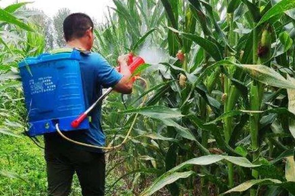 怎么防治玉米螟虫，清除前茬作物的茎杆可消灭越冬虫源