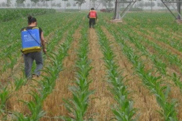 怎么防治玉米螟虫，清除前茬作物的茎杆可消灭越冬虫源