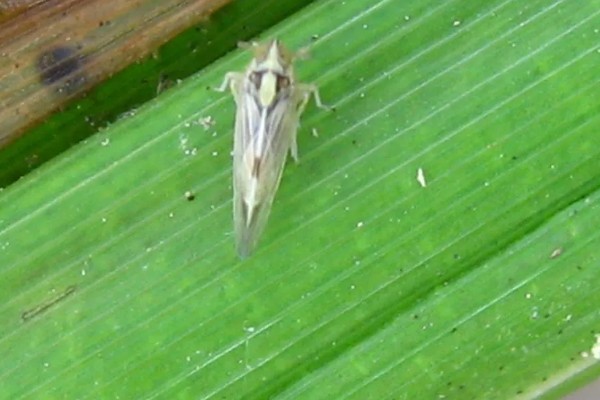 怎么防治玉米螟虫，清除前茬作物的茎杆可消灭越冬虫源