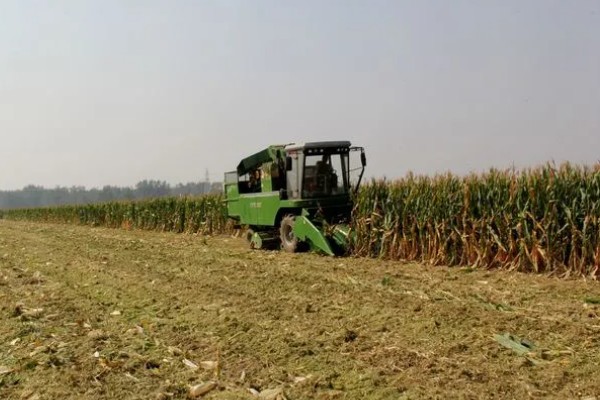怎么防治玉米螟虫，清除前茬作物的茎杆可消灭越冬虫源