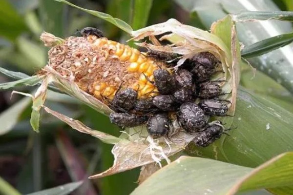怎么防治玉米螟虫，清除前茬作物的茎杆可消灭越冬虫源