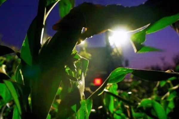 怎么防治玉米螟虫，清除前茬作物的茎杆可消灭越冬虫源