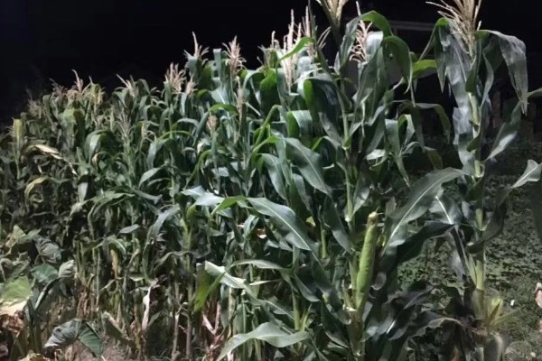 怎么防治玉米螟虫，清除前茬作物的茎杆可消灭越冬虫源